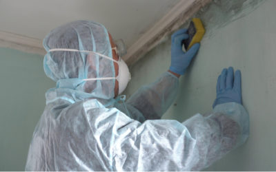 Mold in the Home: a Dangerous Dilemma