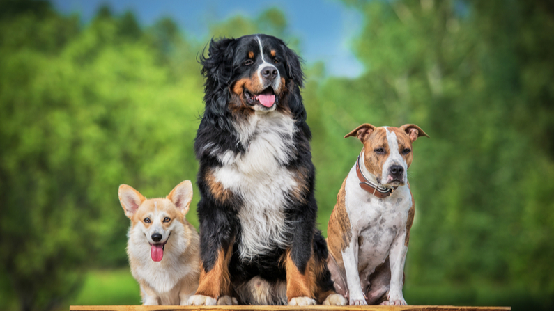Picture of 3 dogs posed together.