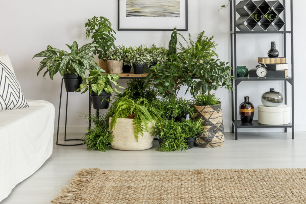 Picture of House plants in a room