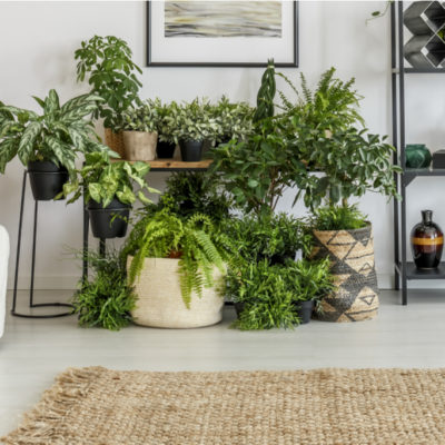 15-20 plants can completely remove formaldehyde from an 1,800 sq ft house