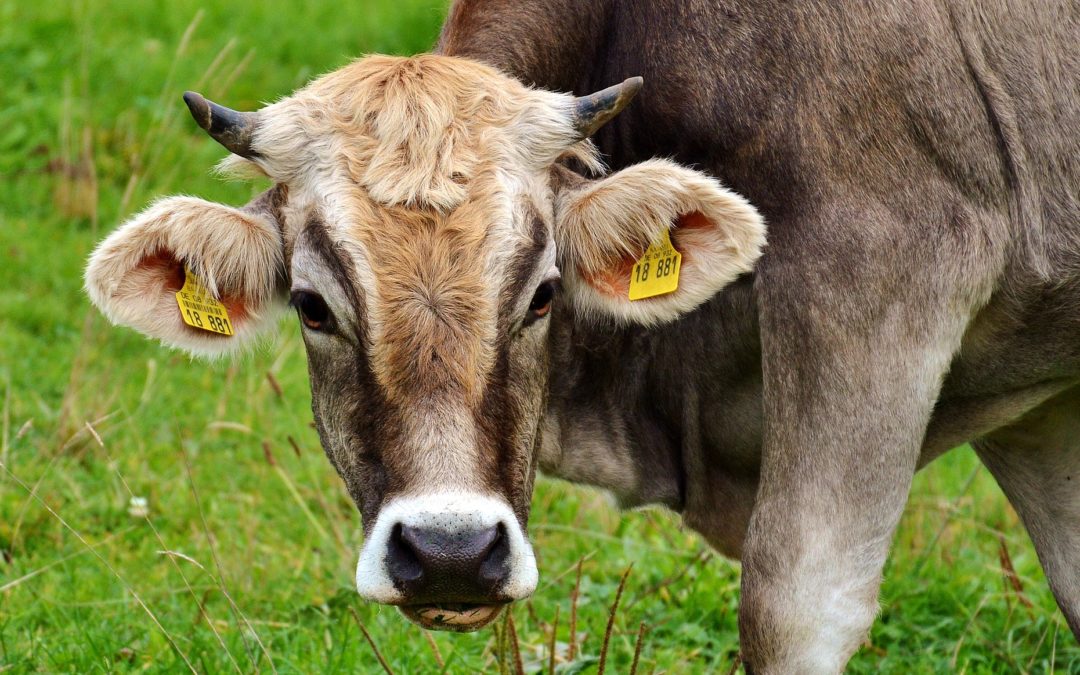 Is Grass-Fed Beef Better than Grain-Fed Beef?