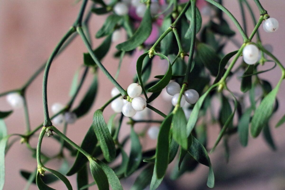 Can We Kiss Cancer Goodbye with Mistletoe Extract Therapy?