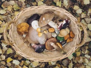 Making the Most of Medicinal Mushrooms
