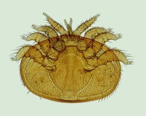 What’s Bugging You: The Parasite-Cancer Connection