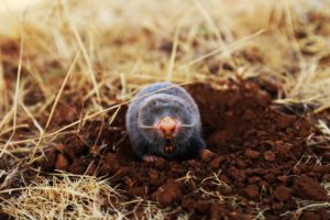 Naked Mole Rats Don't Get Cancer