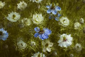 Black Seed Oil: A Cancer Warrior’s Ally