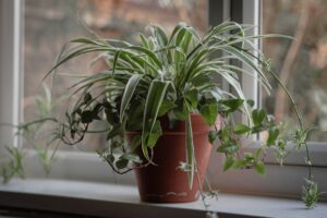Green Warriors: The Top 5 Houseplants for Your Home