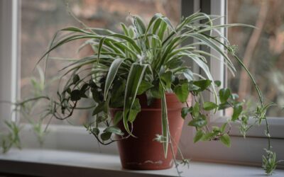 Green Warriors: The Top 5 Houseplants for Your Home