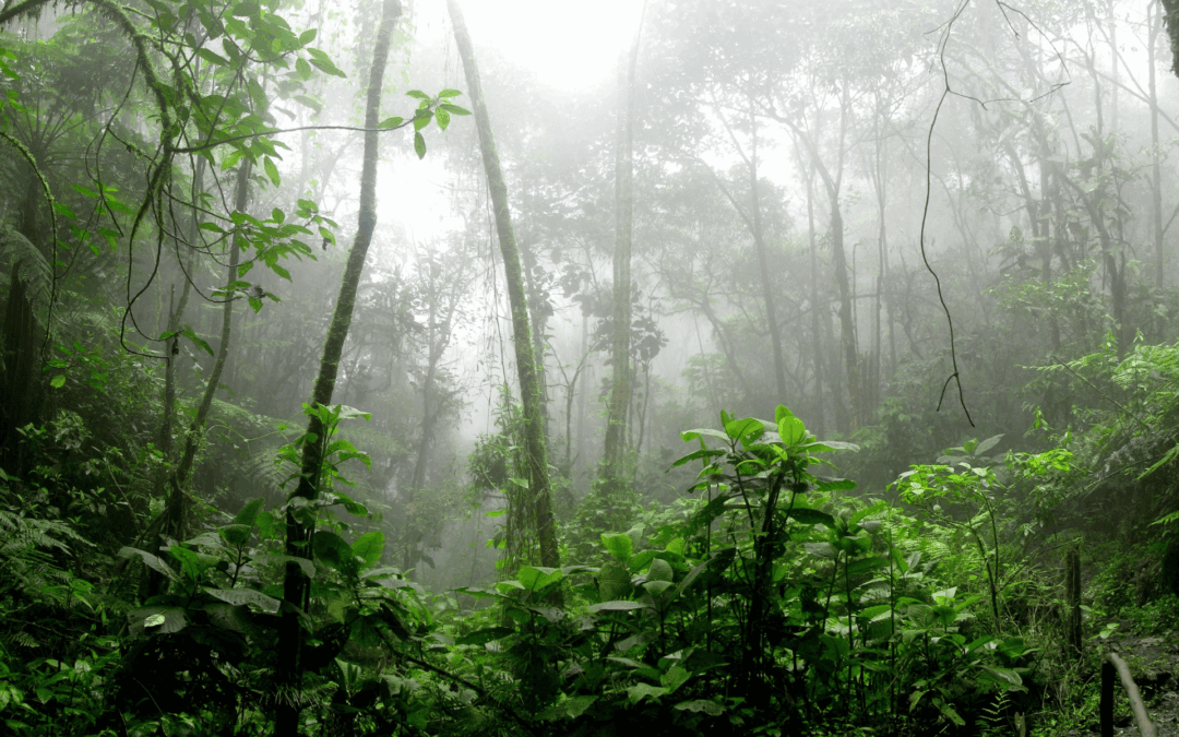 Nature’s New Hope for Stomach Cancer