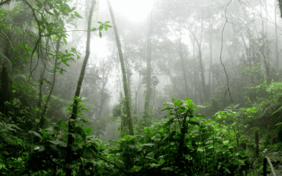 Nature’s New Hope for Stomach Cancer