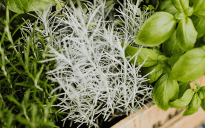 True or False? Are There Plants That Outperform Chemotherapy?