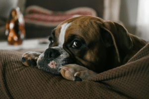The $7 Veterinary Drug That Sparked a Global Cancer Conversation