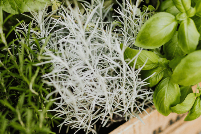 Are There Plants That Outperform Chemotherapy – TWF blog Photo by Karola G httpswww.pexels.comphotoherbs-growing-in-crate-47503111400×500 True or False? Are There Plants That Outperform Chemotherapy?